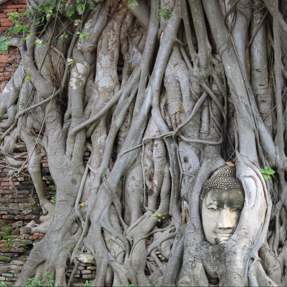 Meet your Posher, Amalia